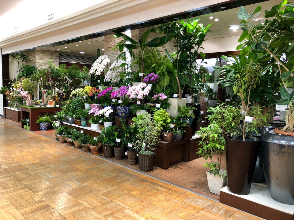 日本橋駅で人気のお花屋さんまとめ フラワーギフトから観葉植物まで豊富な品揃え Pathee パシー