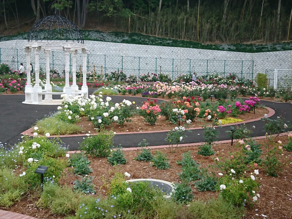 野津田公園のバラ園