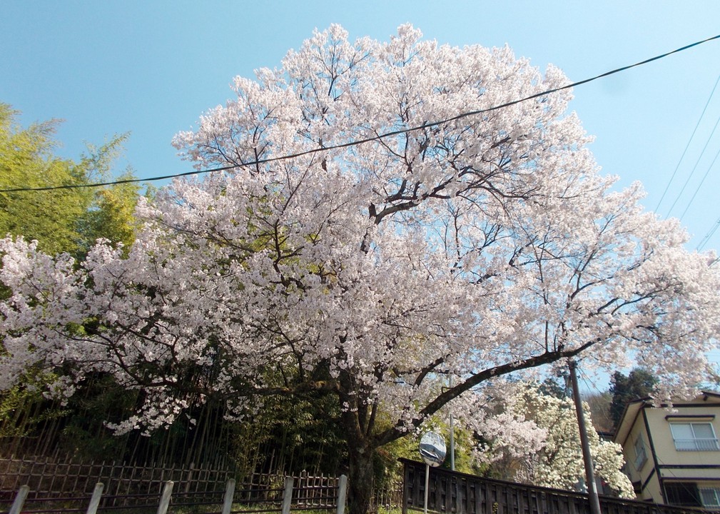 市営神明駐車場に咲いていた満開桜の大木。