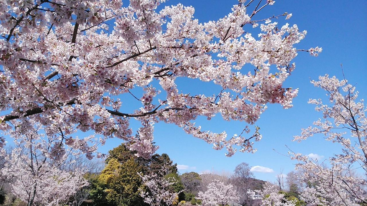 玉縄桜広場