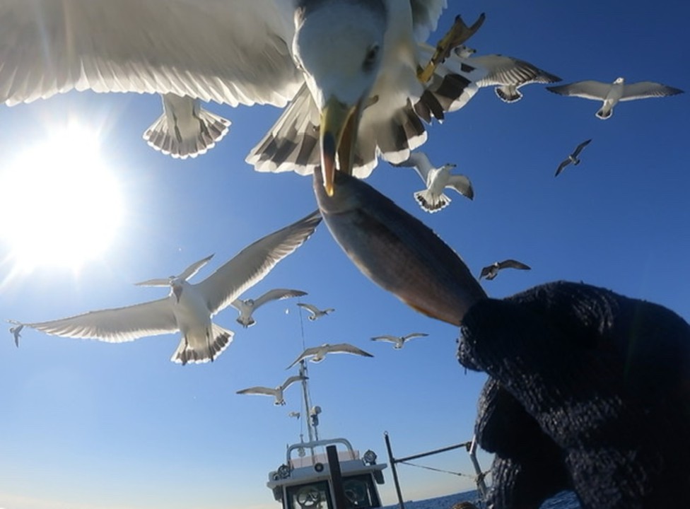 カモメに餌やり