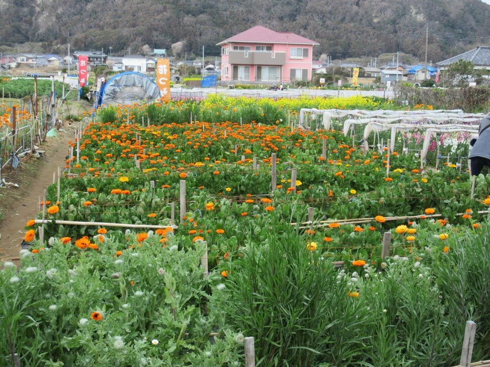 花摘みのできる白間津お花畑