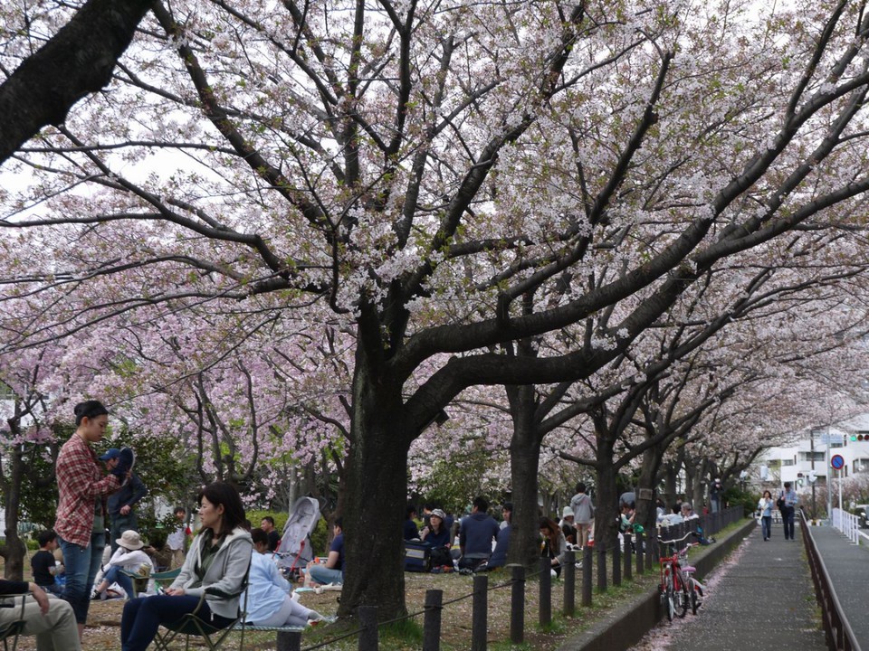 品濃中央公園のお花見