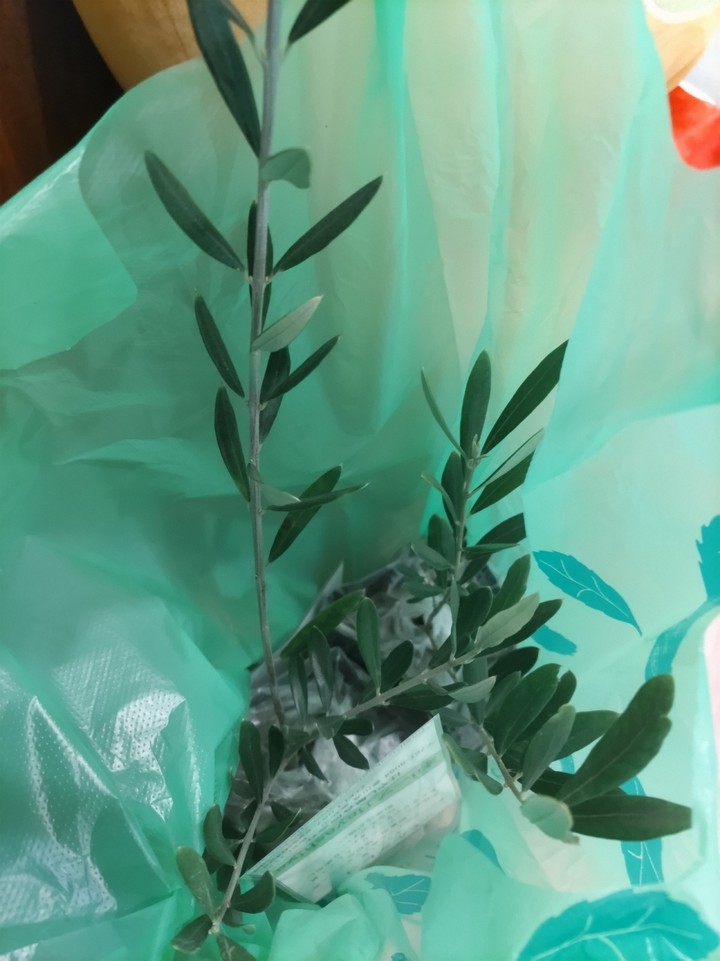 今日までのオリーブ苗は催事でした。