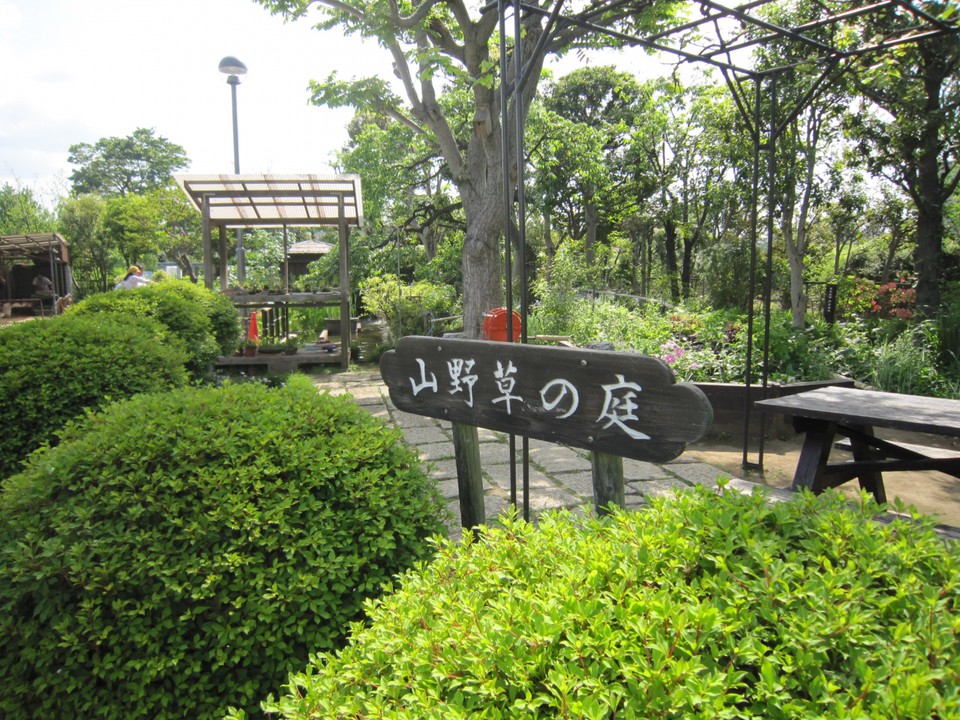 山野草の庭