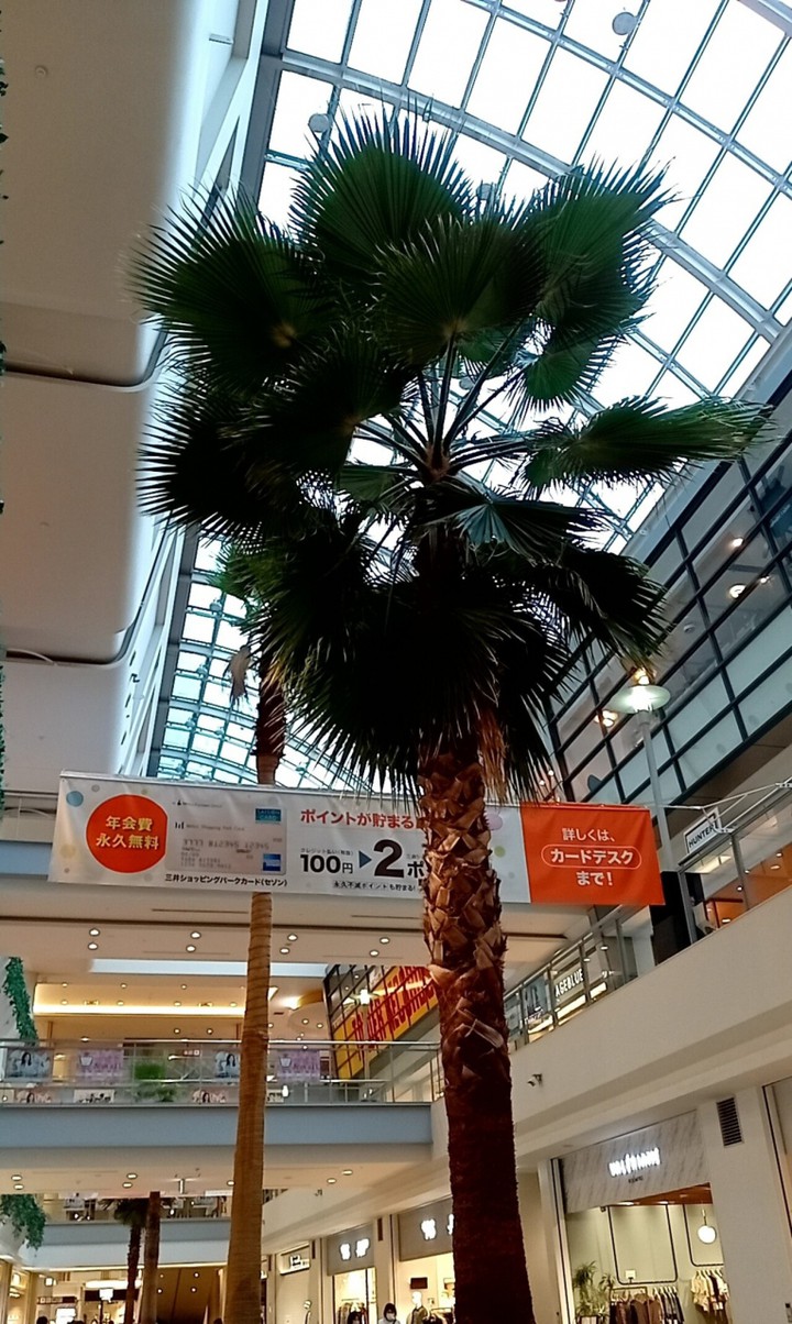 大きくなった椰子の木