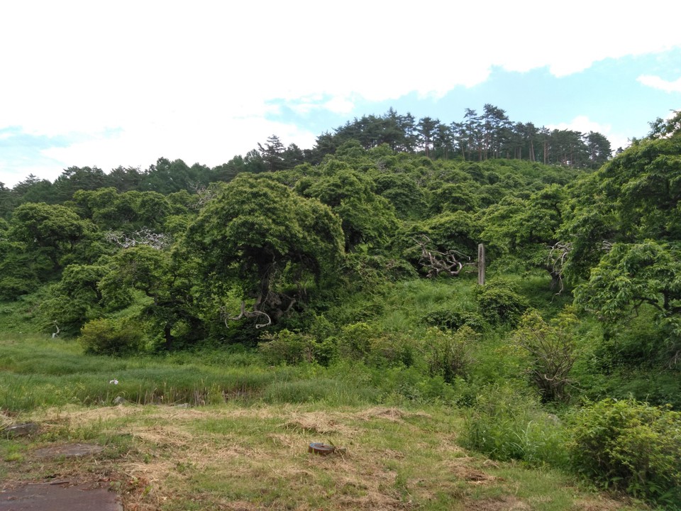 しだれ栗の自生地があります。