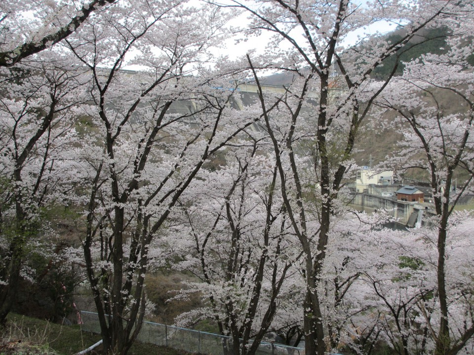 奥に草木湖ダムが見えます