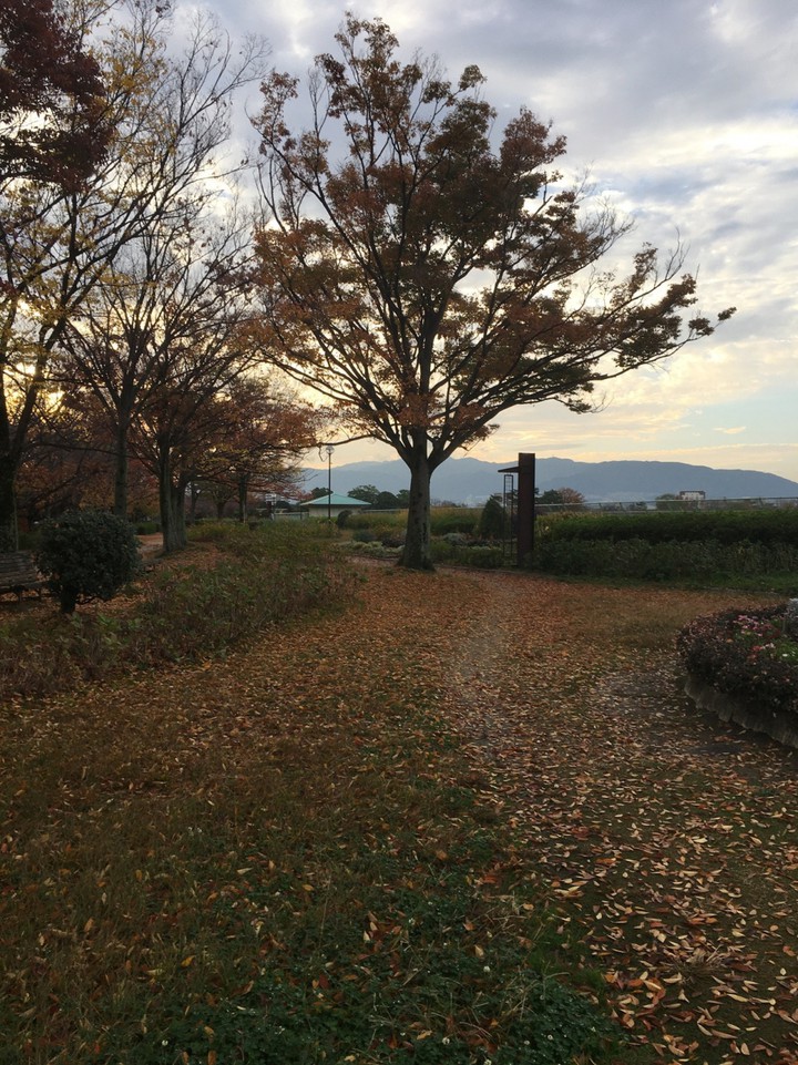 秋の瑞ケ池散歩