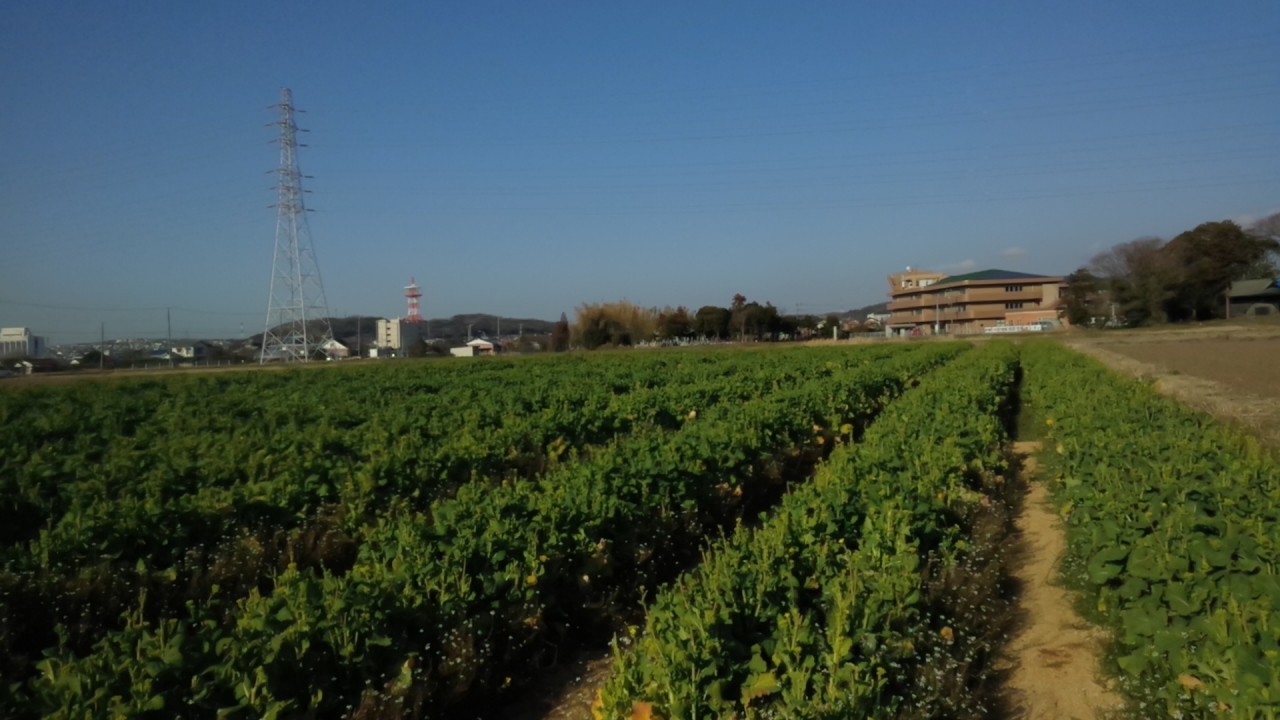 広大な菜の花畑
