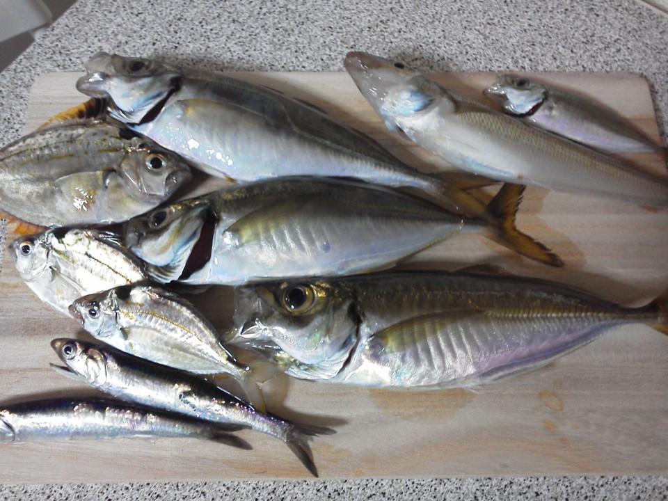 運がいいとこんなに釣れます！