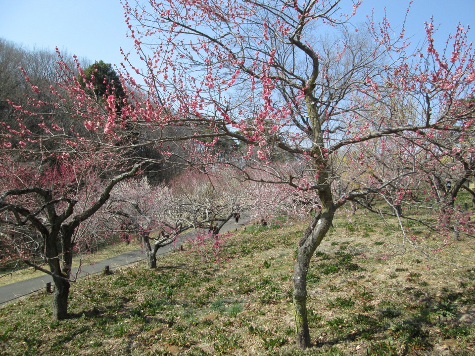 花木園梅園