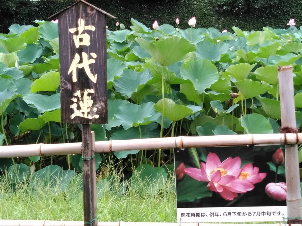写真写りが良いですね