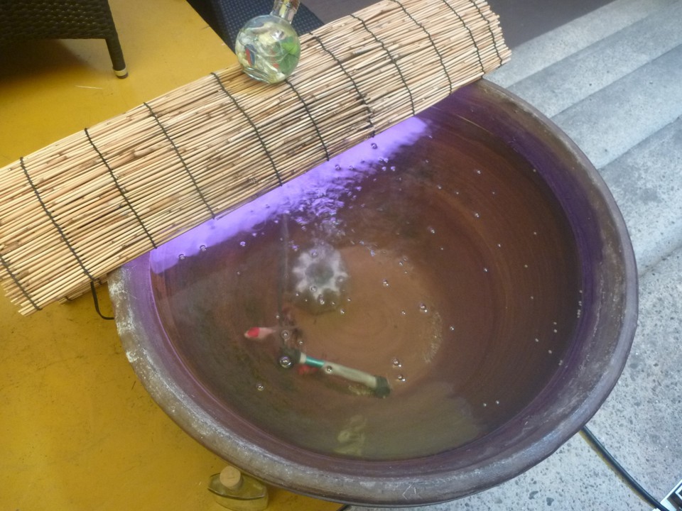 カフェテラスに置かれた水鉢に、本物の金魚が泳いでいました！