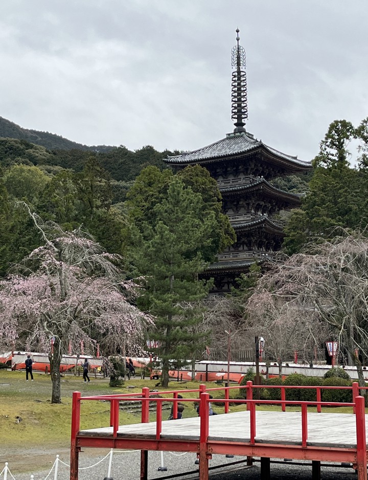 五重塔と桜