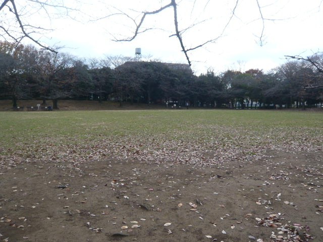 蕨市民公園の南側は、綺麗で、広い芝生の広場が広がっています。