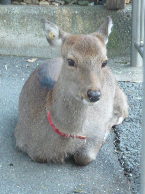 愛くるしい動物は、子供にとって仲良しになりたい対象の一つです