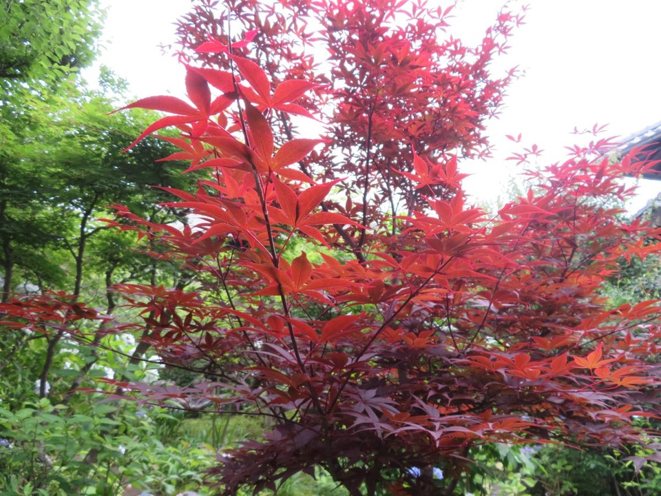 紅葉