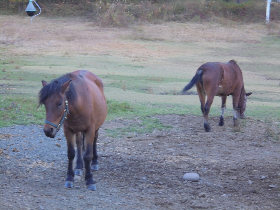 近寄ると寄って来るのがかわいい