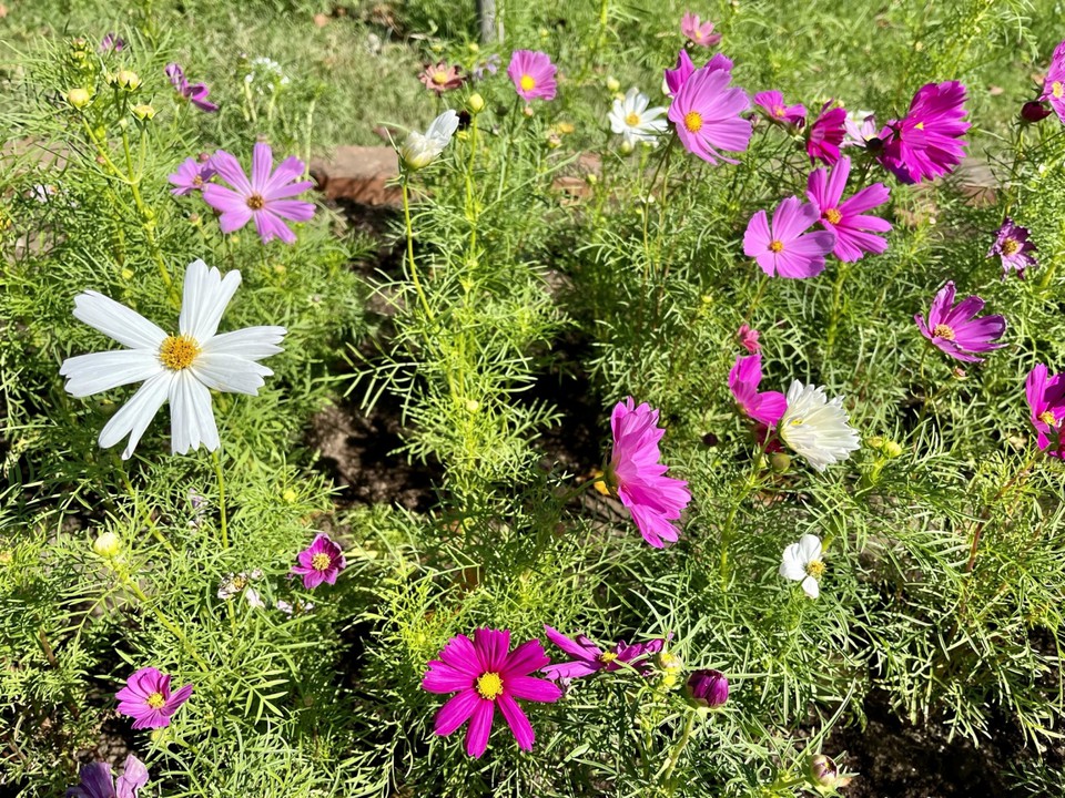 園内のコスモス