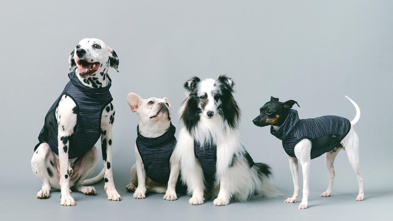 ALPHAICONのドッグウェアを着て横一列に並んでいる4匹の犬