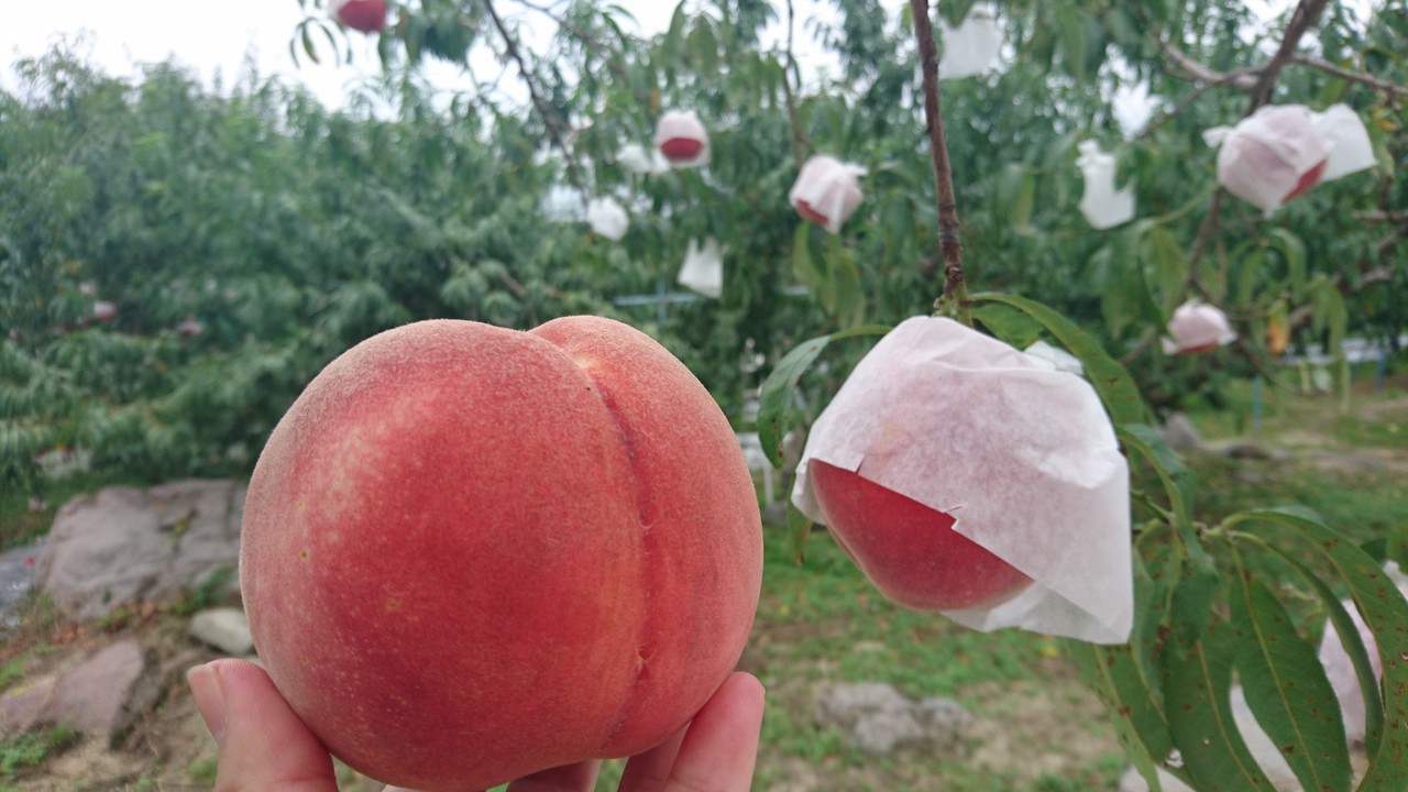 綺麗な桃！