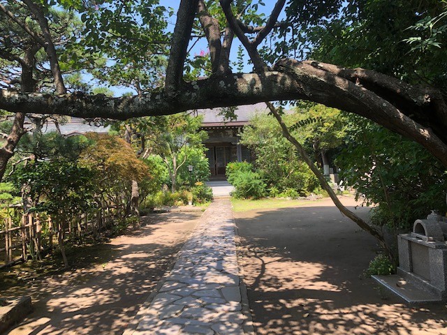 参道に延びるタブの木