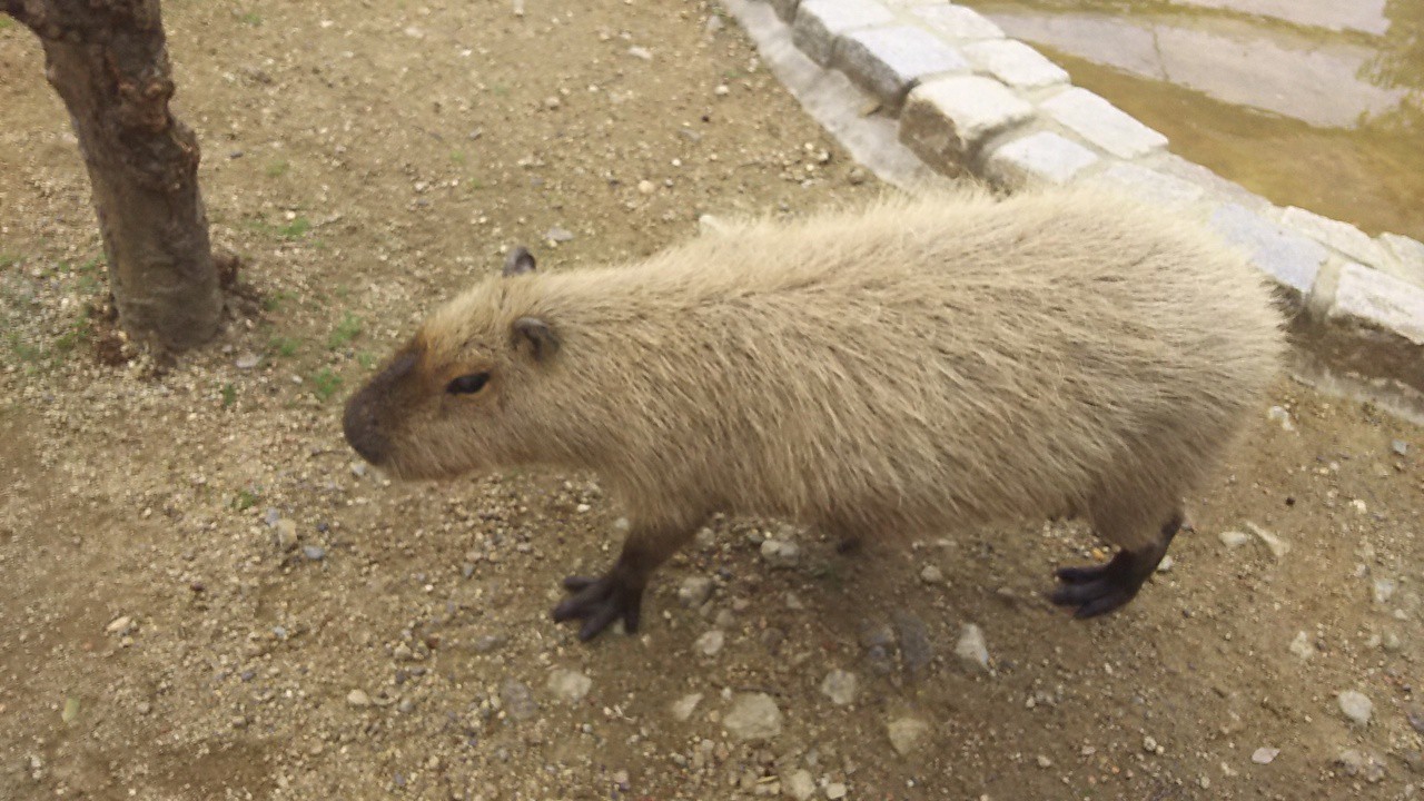 カピバラ