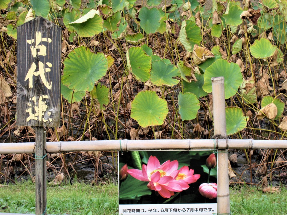 『古代蓮』は、また来年の楽しみにします