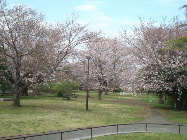 まきばの丘の桜