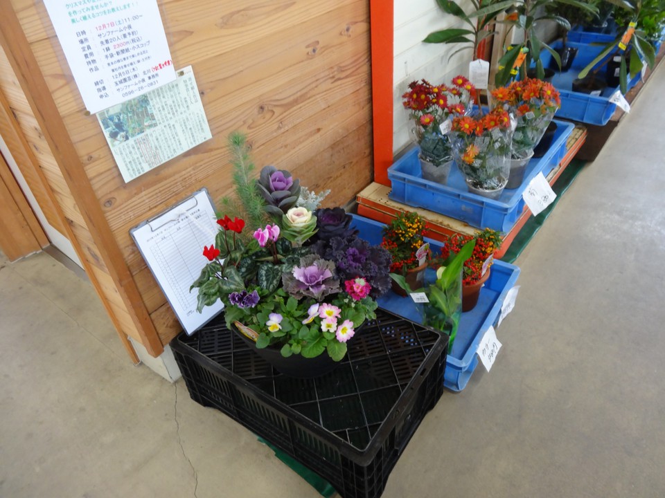 寄せ植えなども売られています