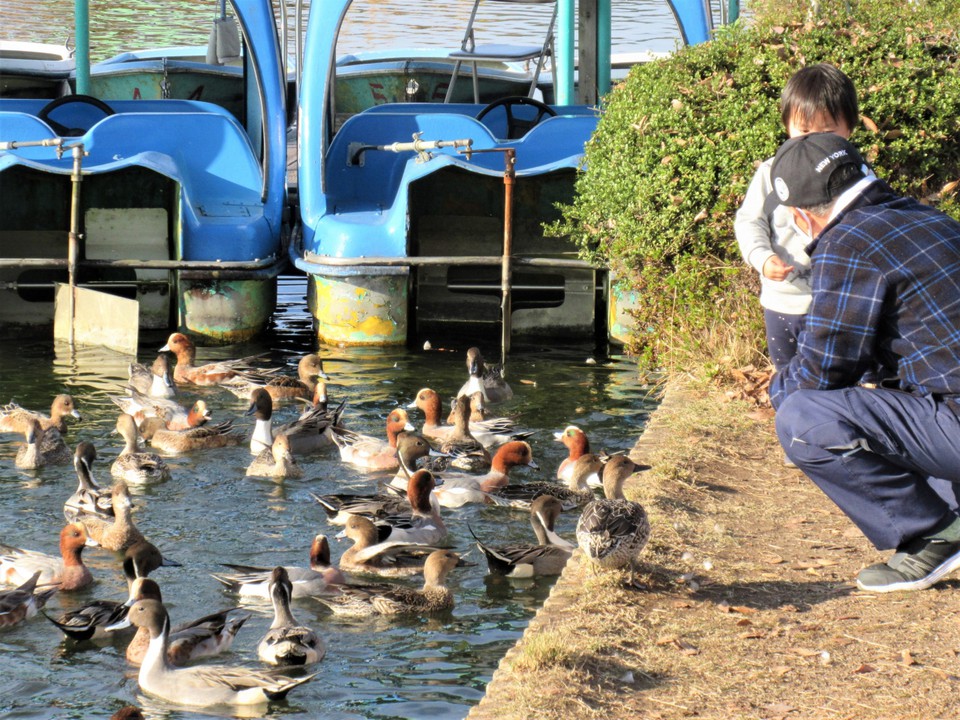 餌やりする親子に寄ってくる野鳥
