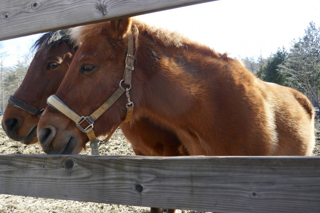 おとなしい木曽馬は、人を怖がらずに近づいてきます