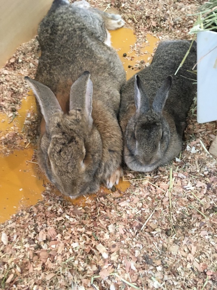 ジャイアンとウサギ