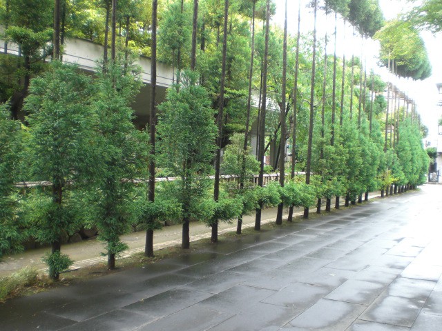 東光寺の客殿の前には、整然と、樹木の樹々が植えられています。