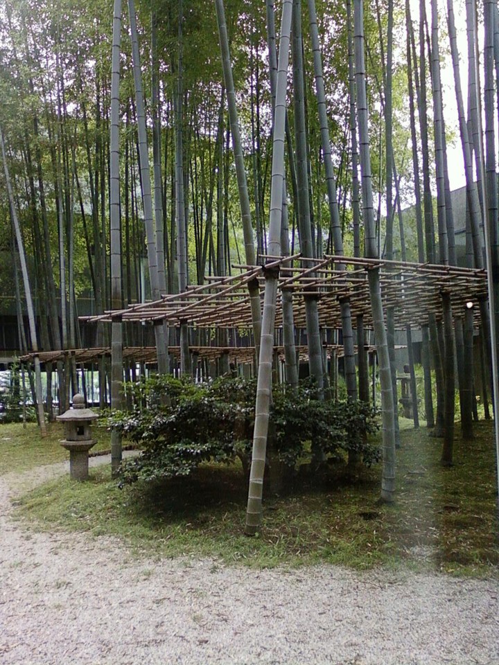 すがすがしい中庭の景色です。