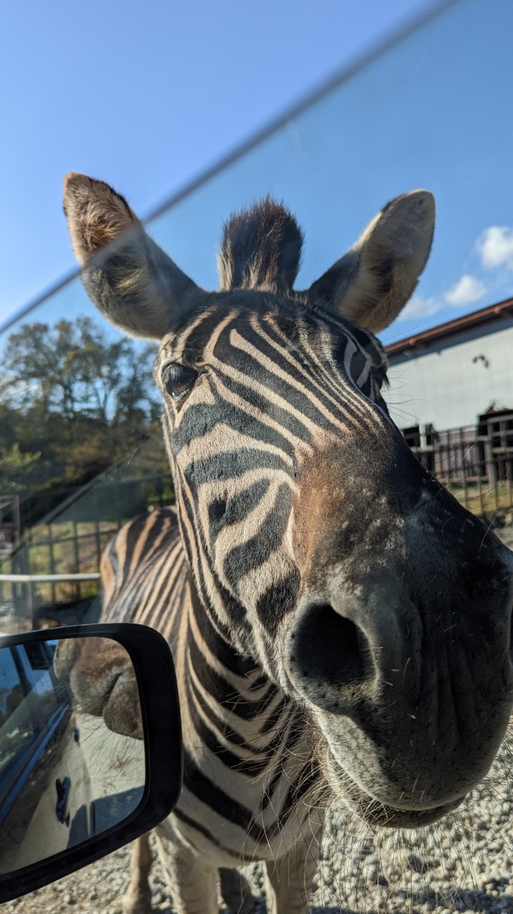 サファリカーでの餌やり