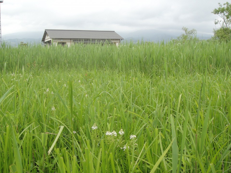 湿地と管理棟