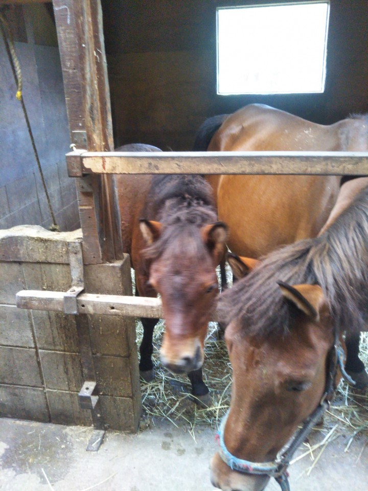 可愛らしい木曽馬の親子