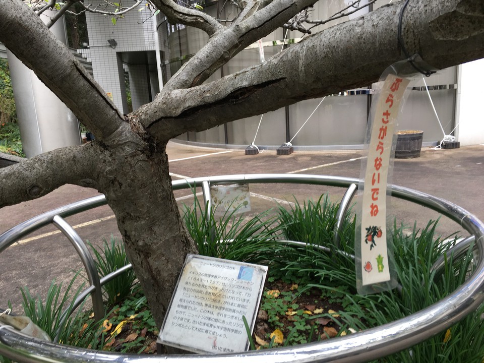 入り口前の木