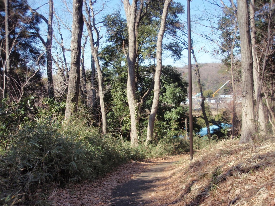 野津田公園こもれびの路