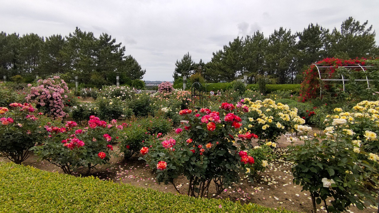 良く手入れされた横浜市の花のばら