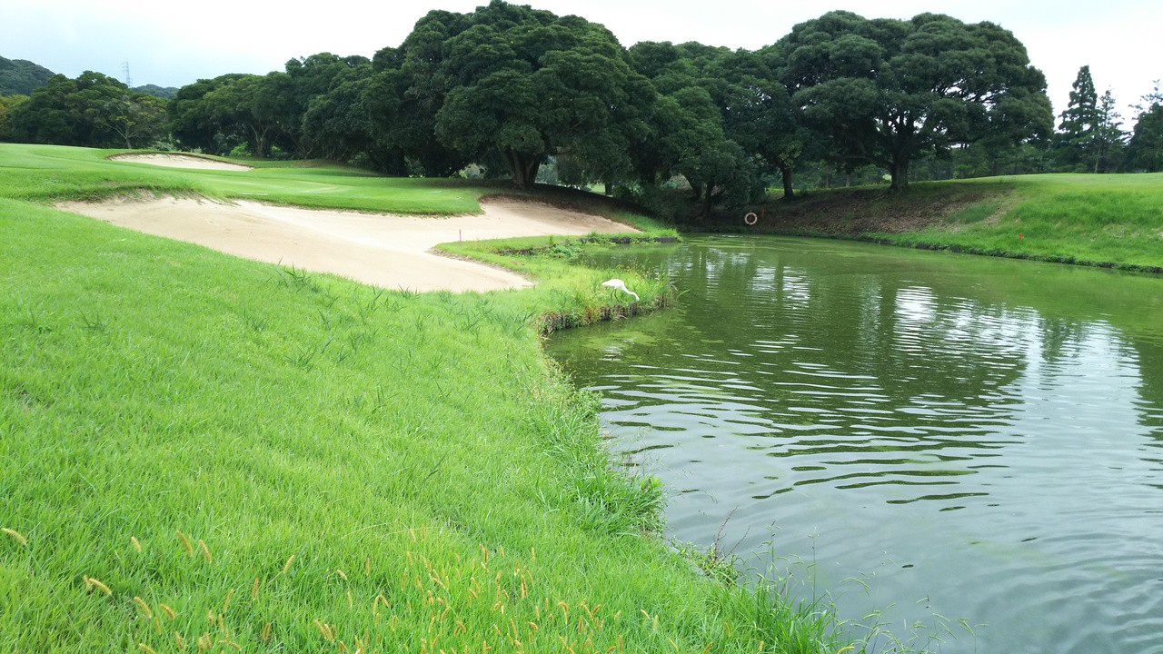 16番ショートホールの池にはシロサギ 鵜がいます！
