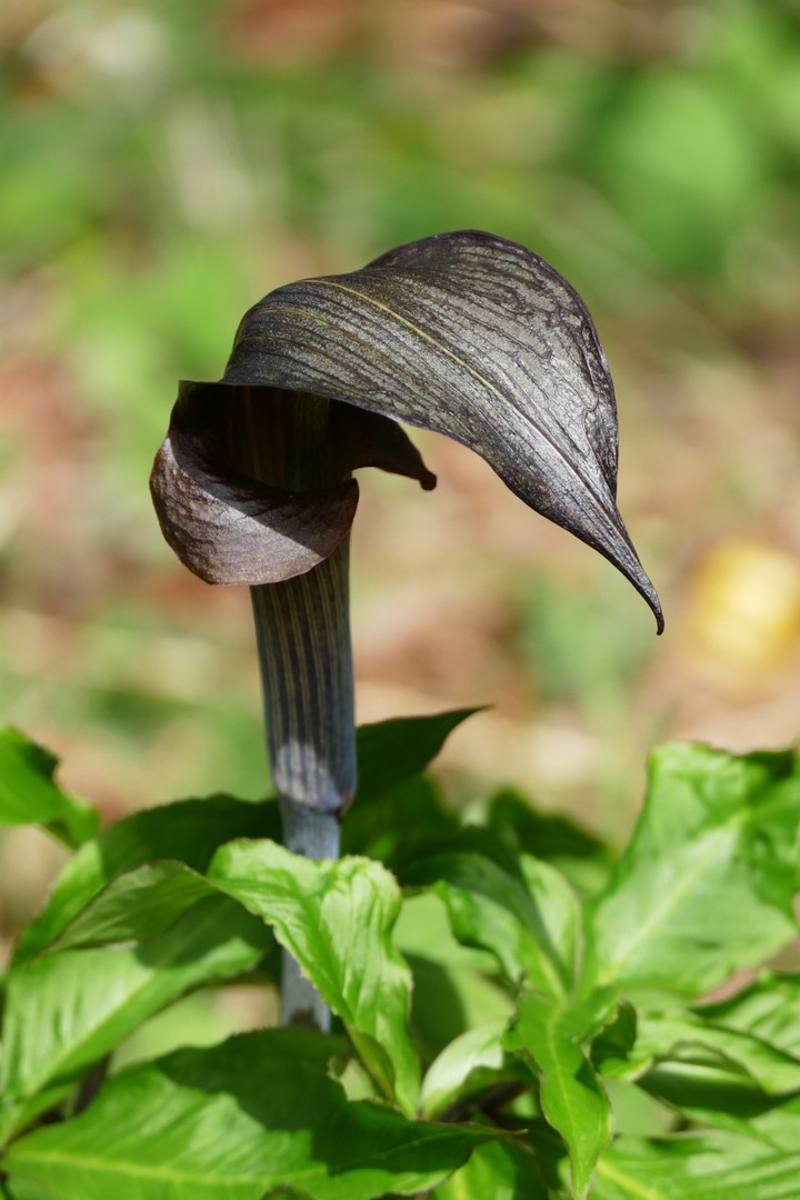 大変珍しい植物も咲いている。