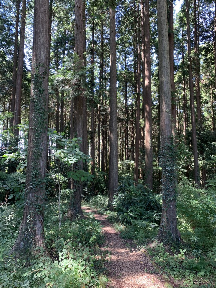 山の中とも間違う散歩道