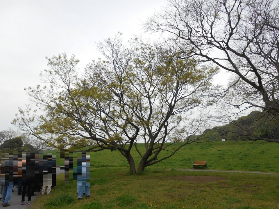 散策会のようす。2015年4月19日、江戸川土手。