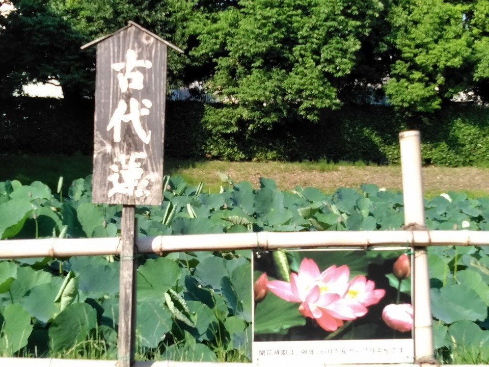 『古代蓮』が目当てです
