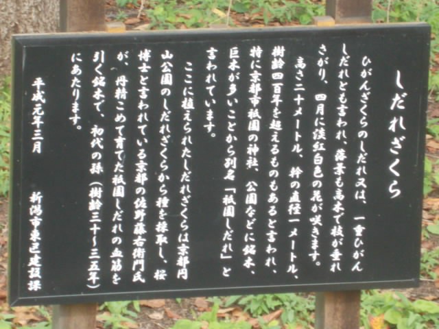 シダレザクラの説明板の様子