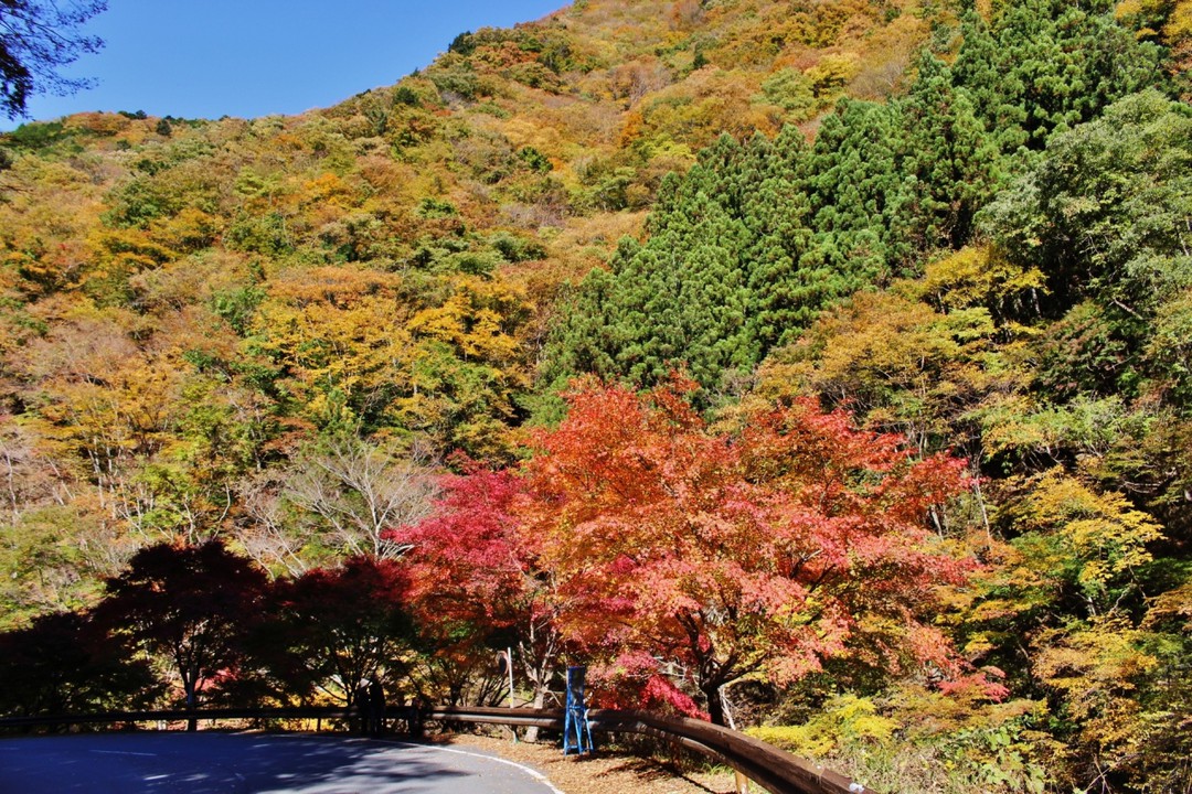 このカーブの紅葉もきれい