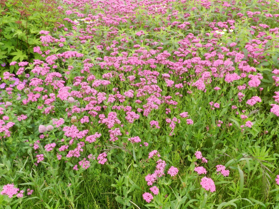 ナデシコの花畑